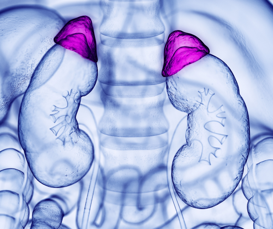 Adrenal Support