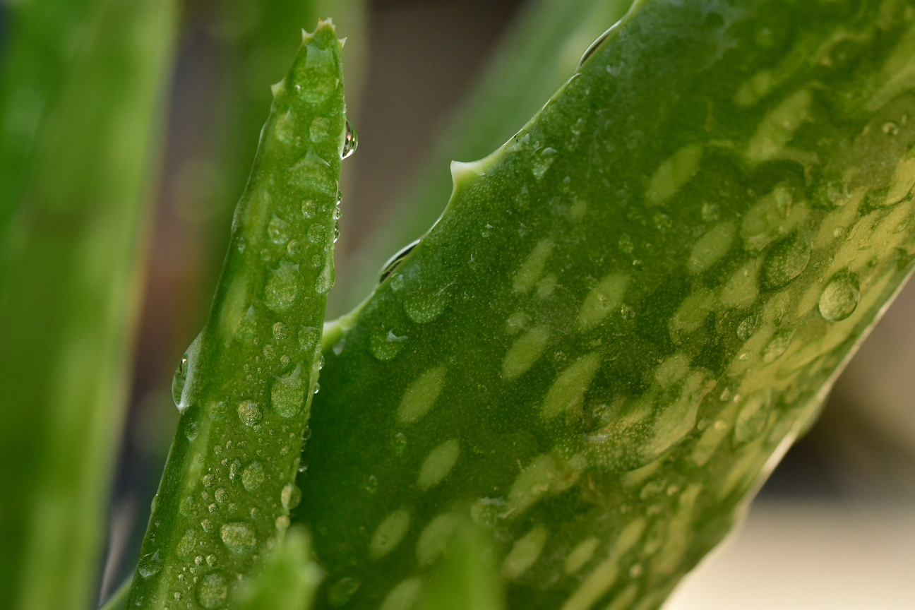 Don't Feel the Burn-Natural Sunburn Relief