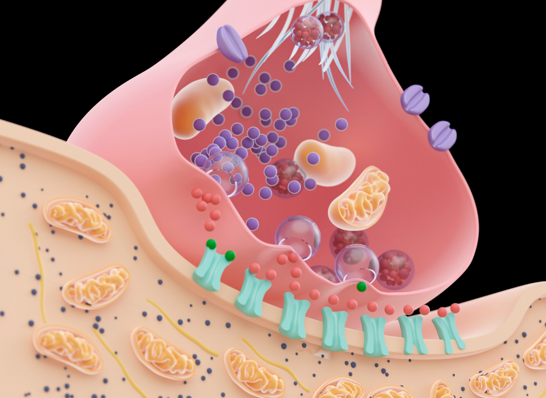 The Impact of Mitochondria on Overall Health