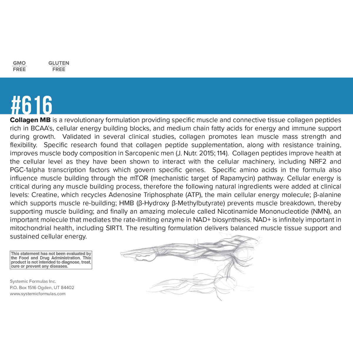 Systemic Formulas Collagen MB, Collagen Muscle Builder, muscle collagen supplement, collagen creatine powder, lean muscle support, HMB supplement, beta-alanine supplement, NMN collagen, mitochondrial energy support, professional-grade muscle support.