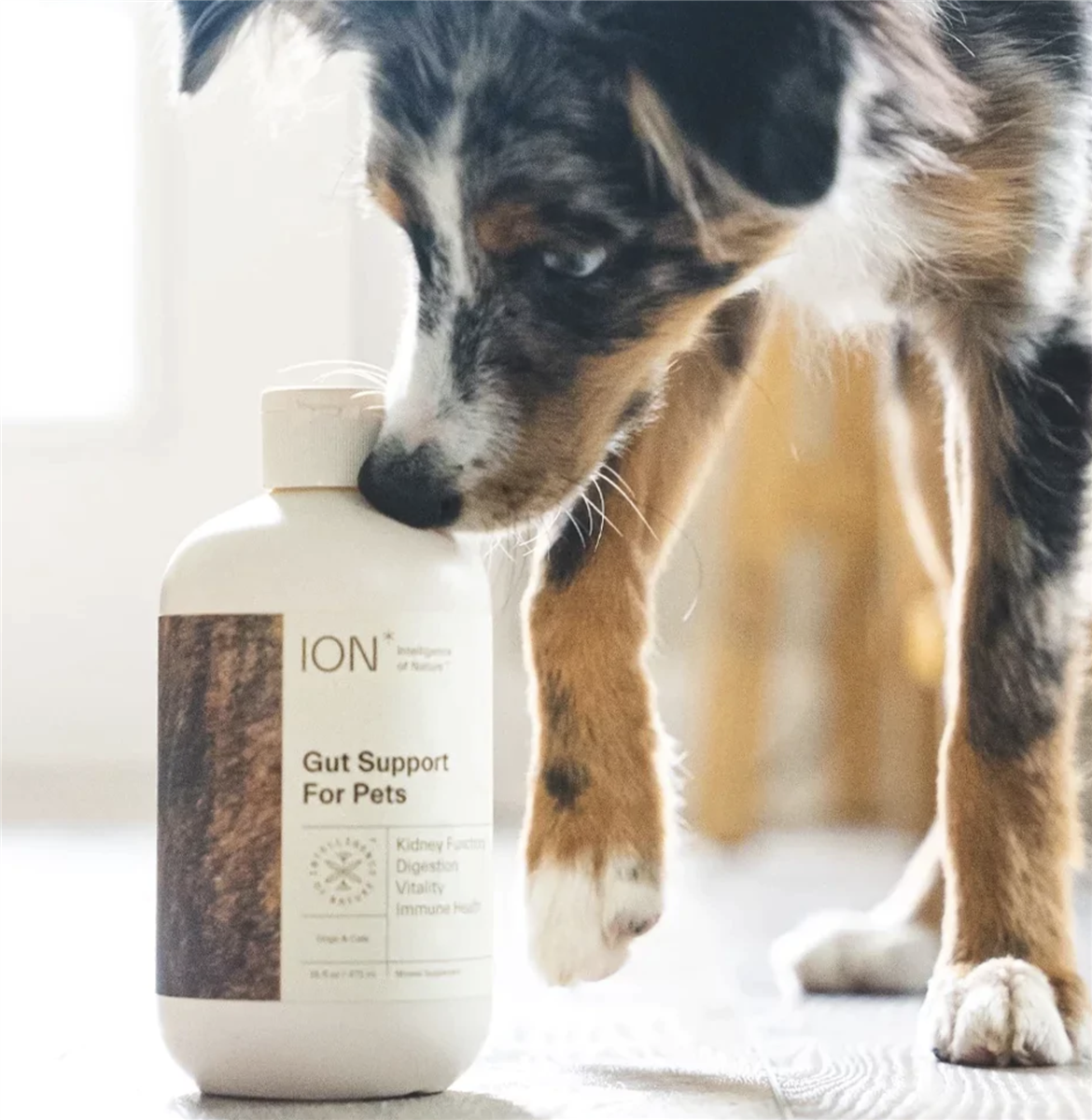 ION Gut Support For Pets (16 oz) by ION Biome