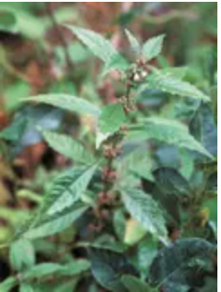 Bugleweed 1:2 (200 mL) by MediHerb
